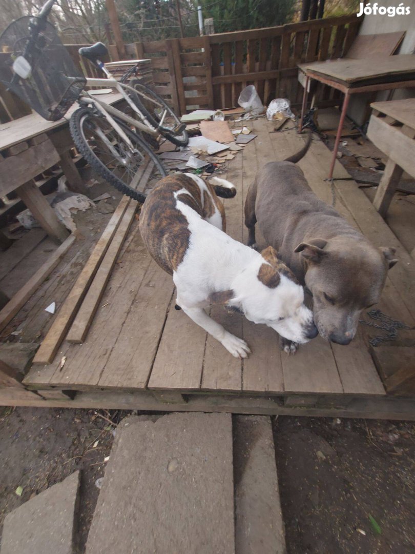 Amstaff kutyusok ingyen elvihetők