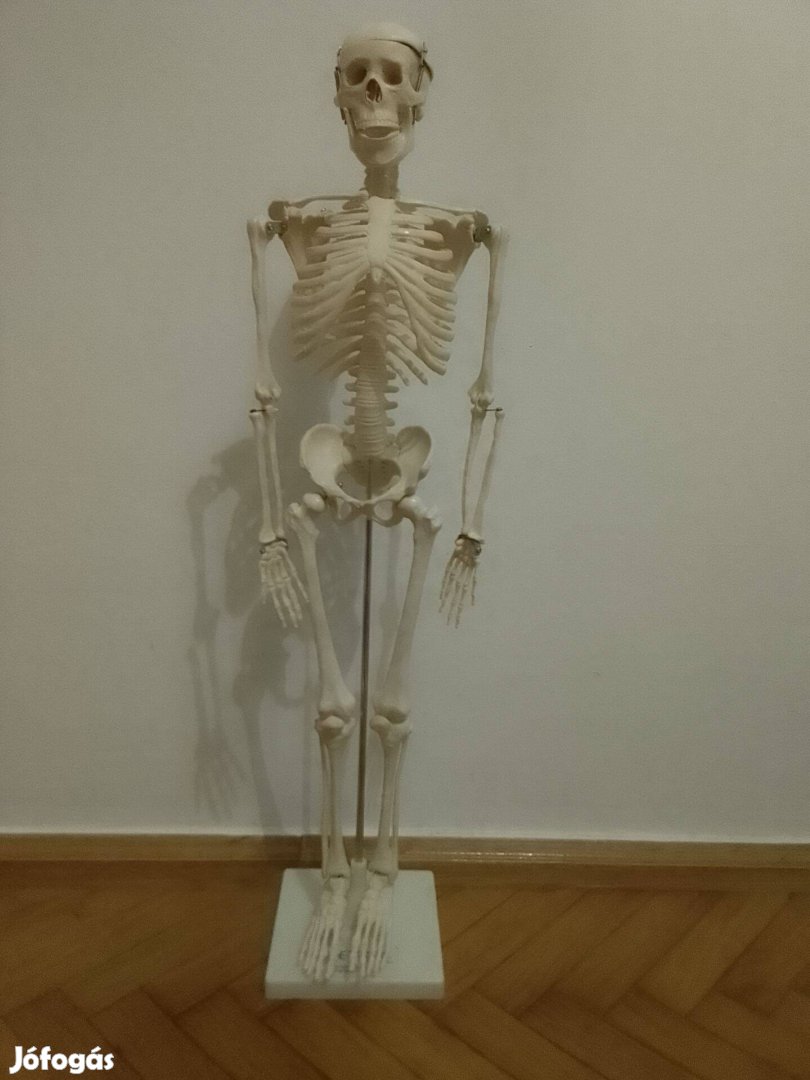 Anatómiai csontváz modell, 85 cm. Hibátlan állapotban van