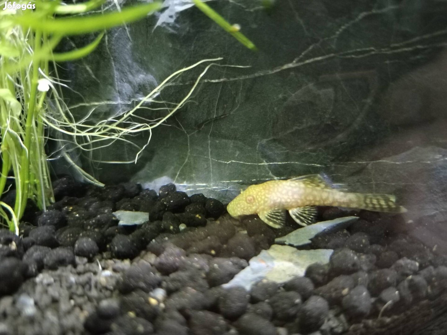 Ancistrus Cirrhosus Miskolcon! 