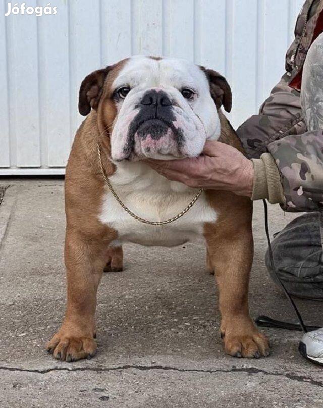 Angol Bulldog Kutya!