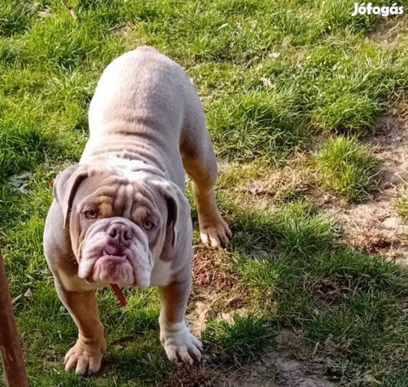 Angol Bulldog fajtajellegű kutyus örökbe fogatható