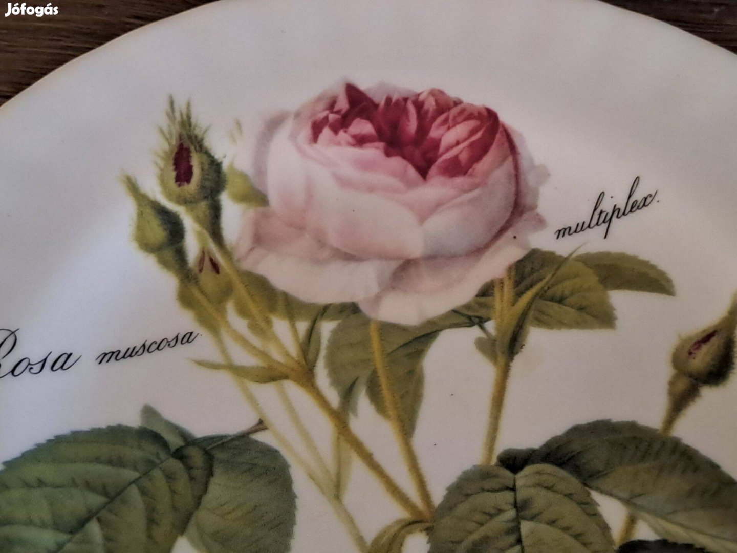 Angol, rózsás porcelán tányér
