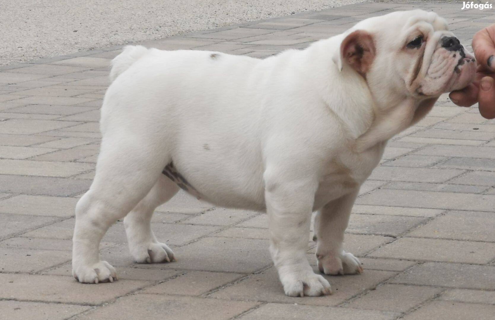 Angol bulldog 7 hónapos szuka eladó!