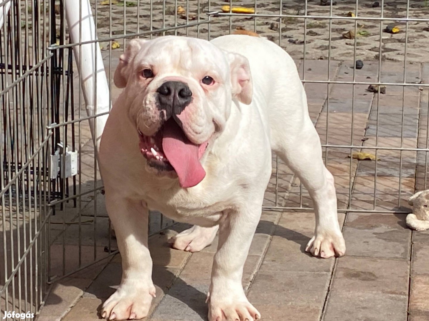 Angol bulldog eladó