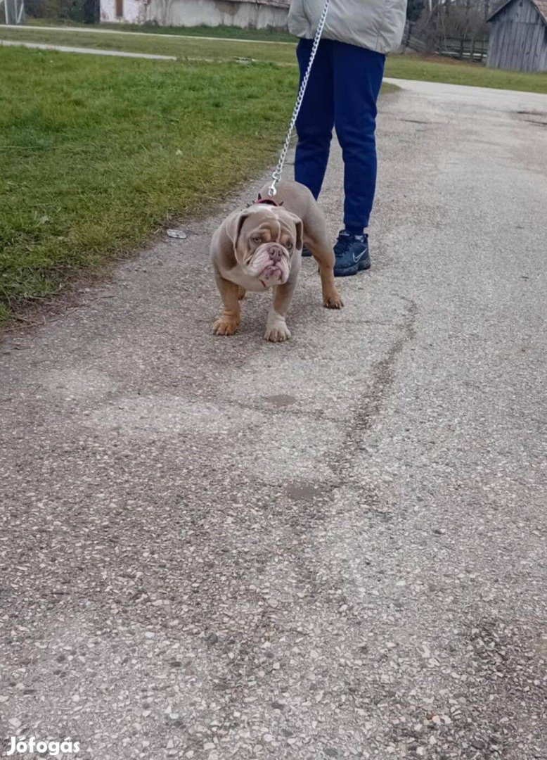 Angol bulldog fajtajellegű kutyus örökbe fogatható