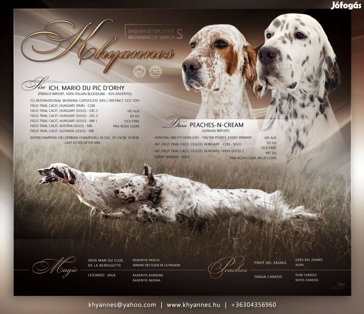 Angol szetter kiskutyak lefoglalhatóak