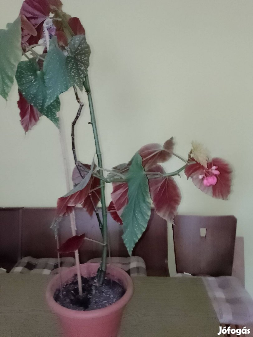 Angyalszárny begónia (szőlővirág)