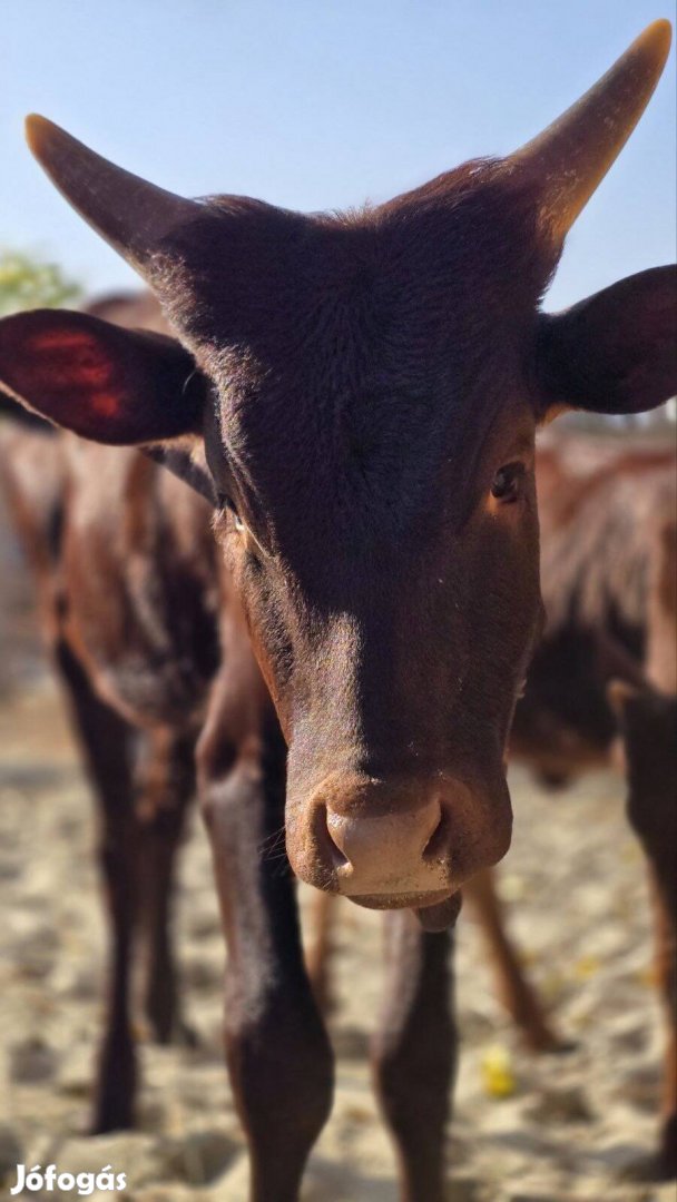 Ankole-Watusi marha