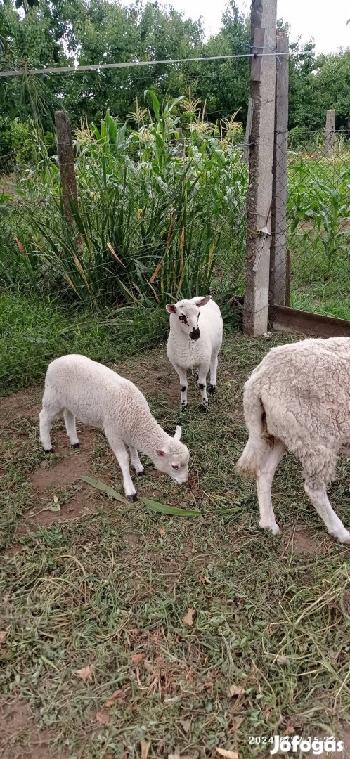 Anya birka 2 bárányával 