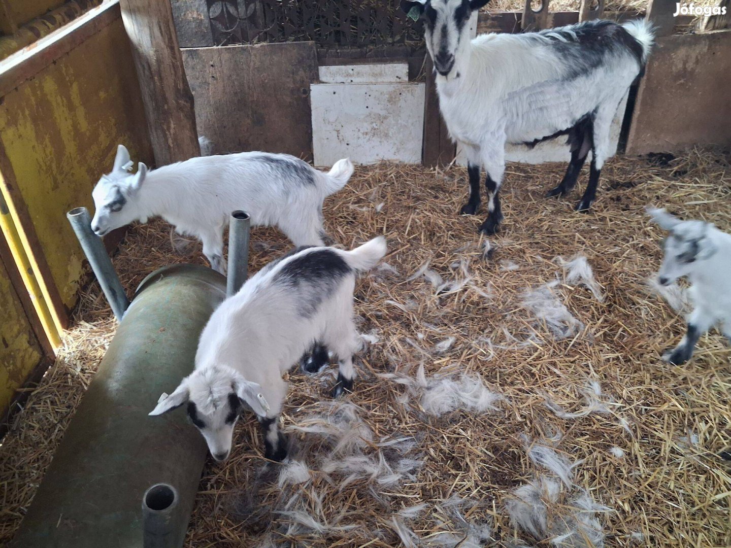 Anya kecske és gidák