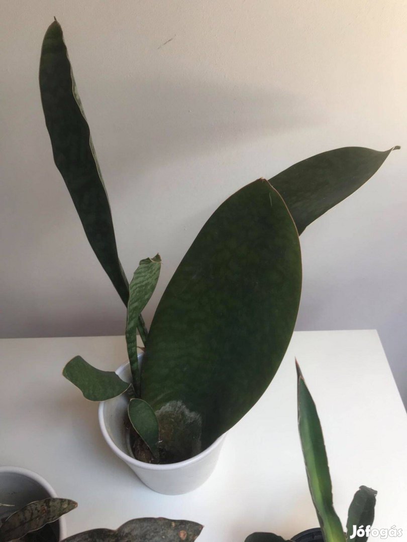 Anyósnyelv Sansevieria Congo szobanövény