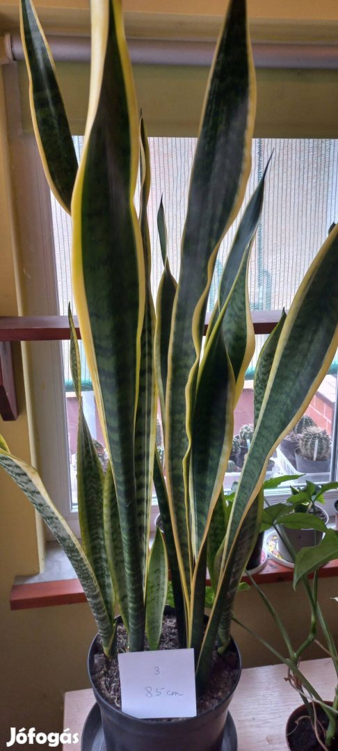 Anyósnyelv (Sansevieria) levegőtisztító szobanövény