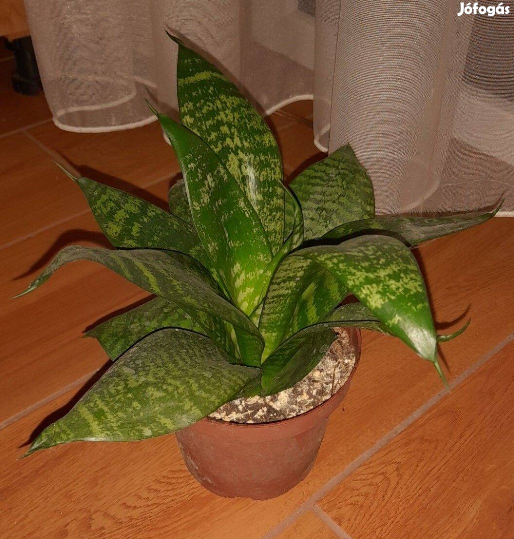 Anyósnyelv (Sansevieria trifasciata) szobanövény