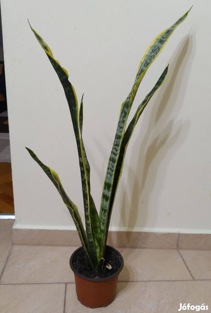 Anyósnyelv ( Sansevieria ) 80 cm ( sárga szélű )