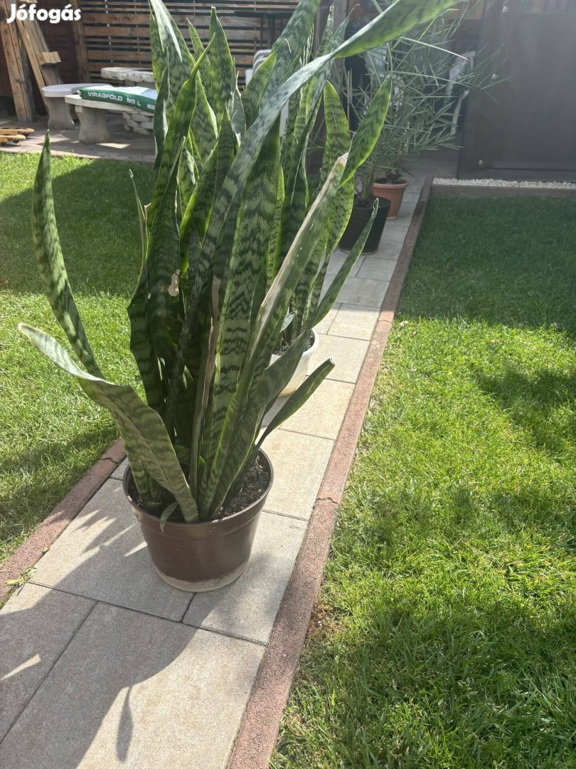 Anyósnyelv (sansevieria)