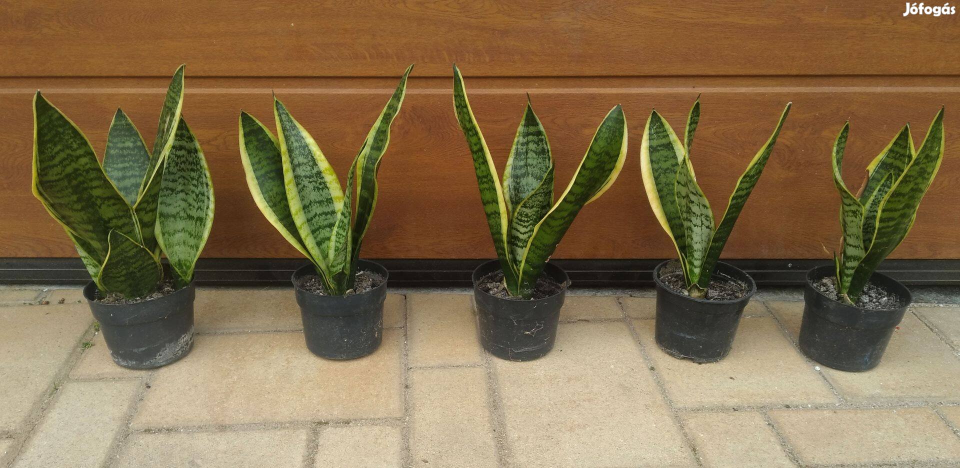 Anyósnyelvek ( Sansevieria ) sárga szélűek