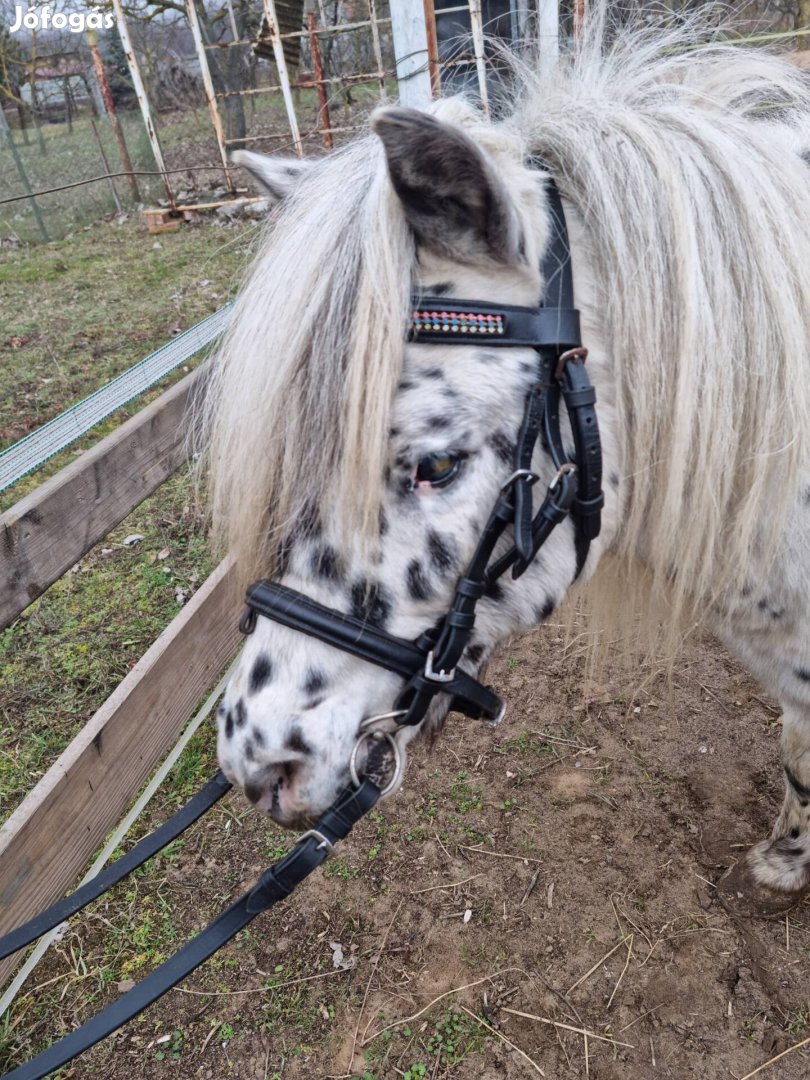 Appaloosa csődör eladó