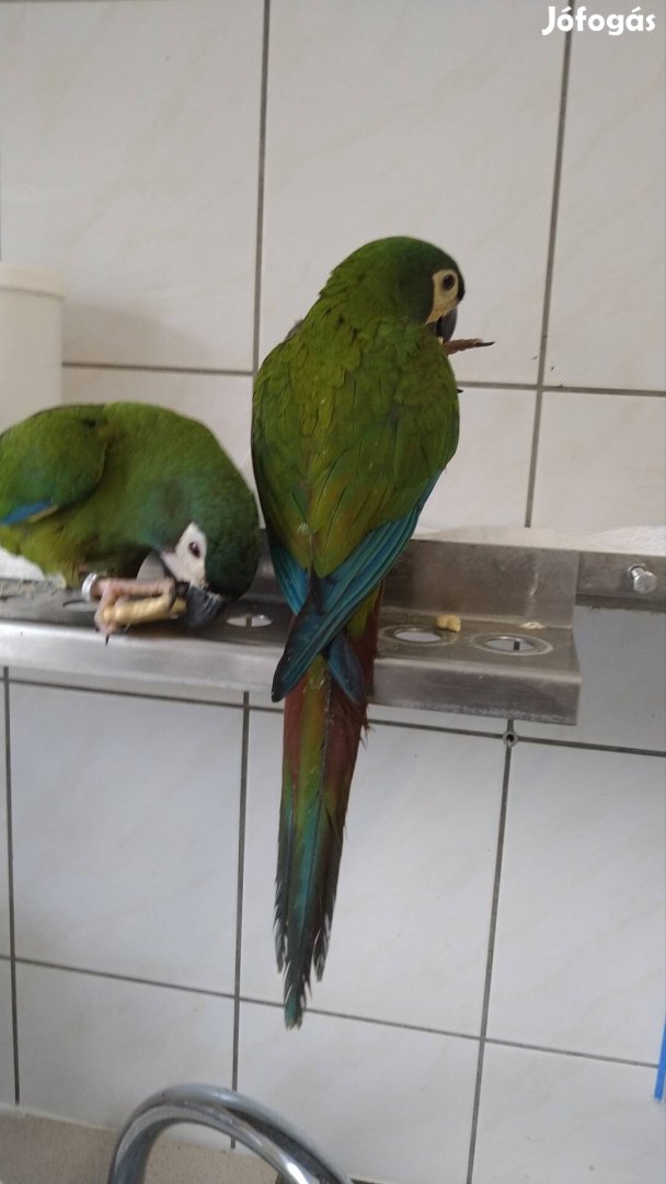 Ara maracana eladó papagáj papagájok