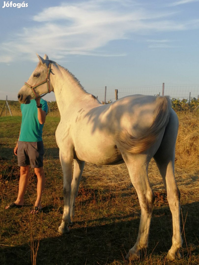 Arab telivér 