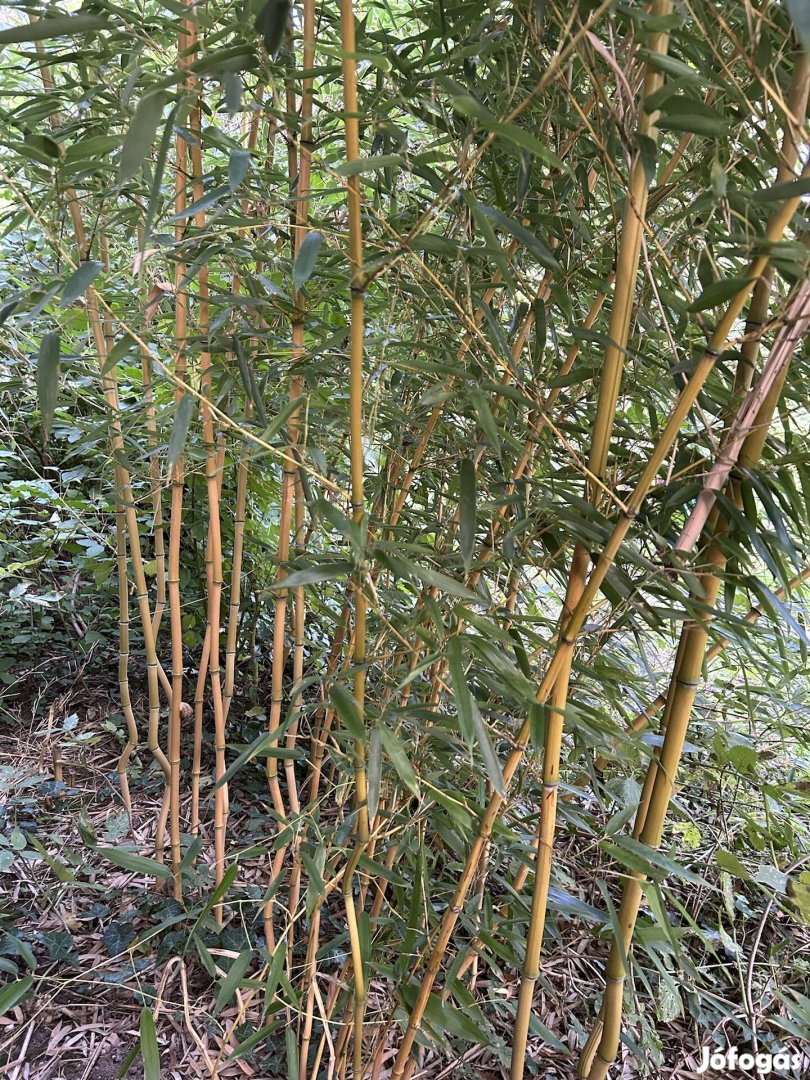 Arany bambusz eladó