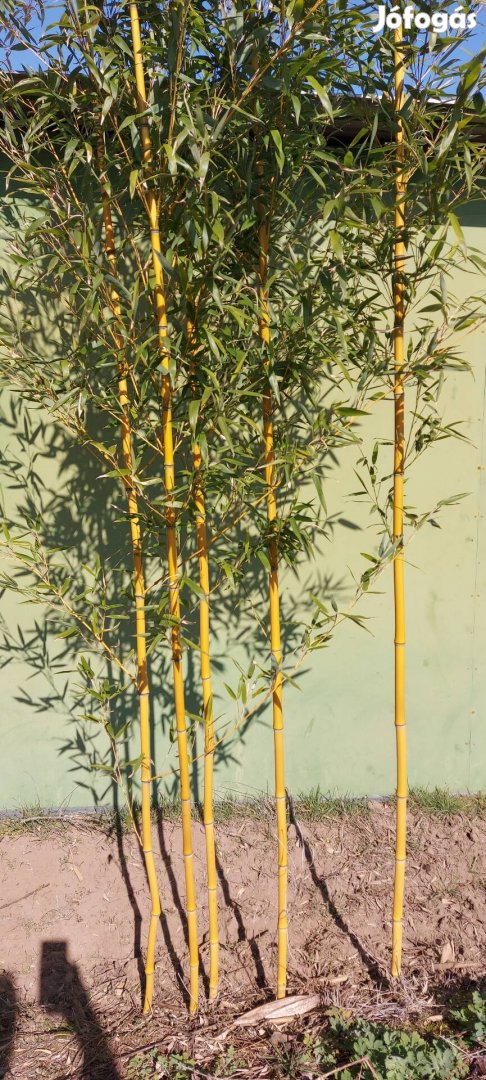 Arany bambusz eladó.