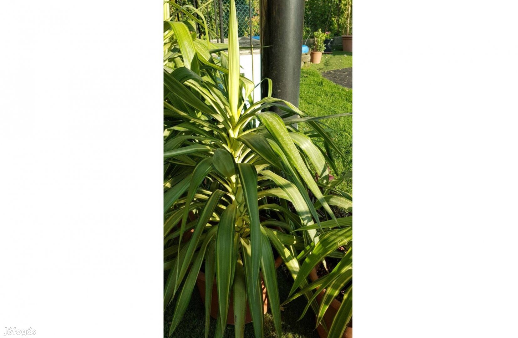 Arany jukka Yucka elephantipes gold pálmaliliom 220 cm