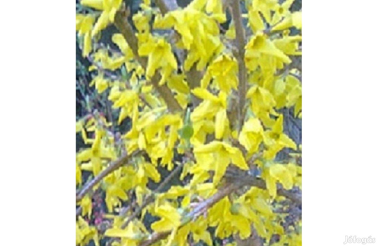 Aranycserje (Forsythia intermedia)