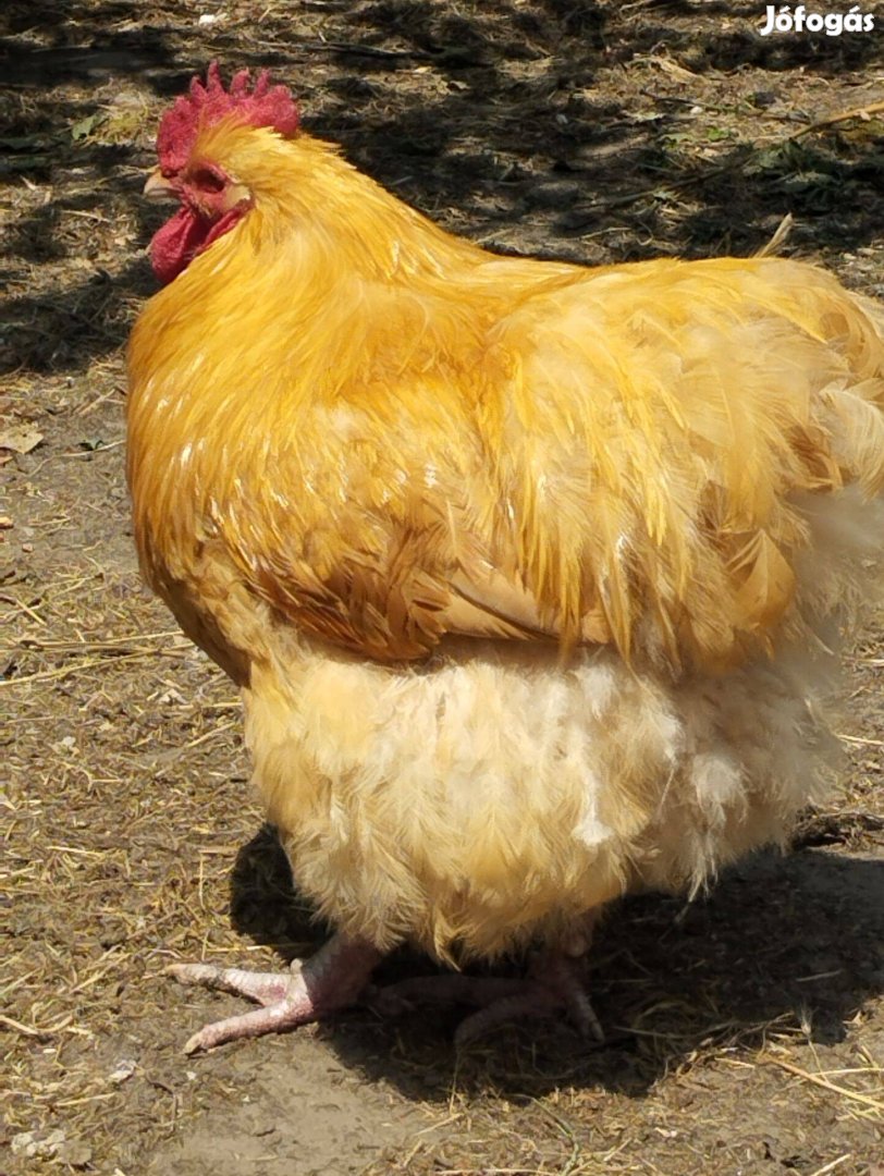 Aranysárga Orpington kakas