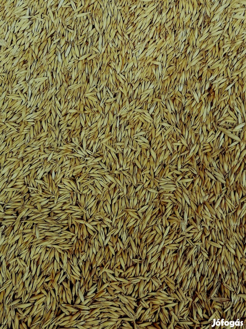 Aranysárga zab termelőtől eladó 