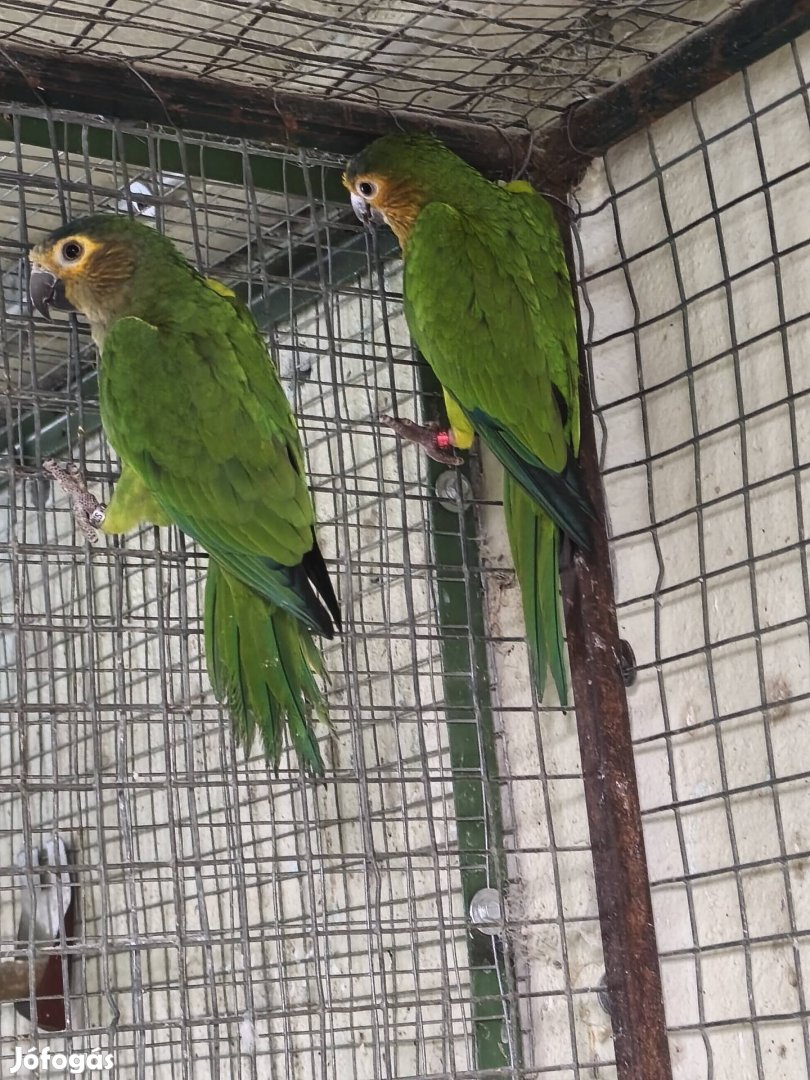 Aratinga pertinax pár