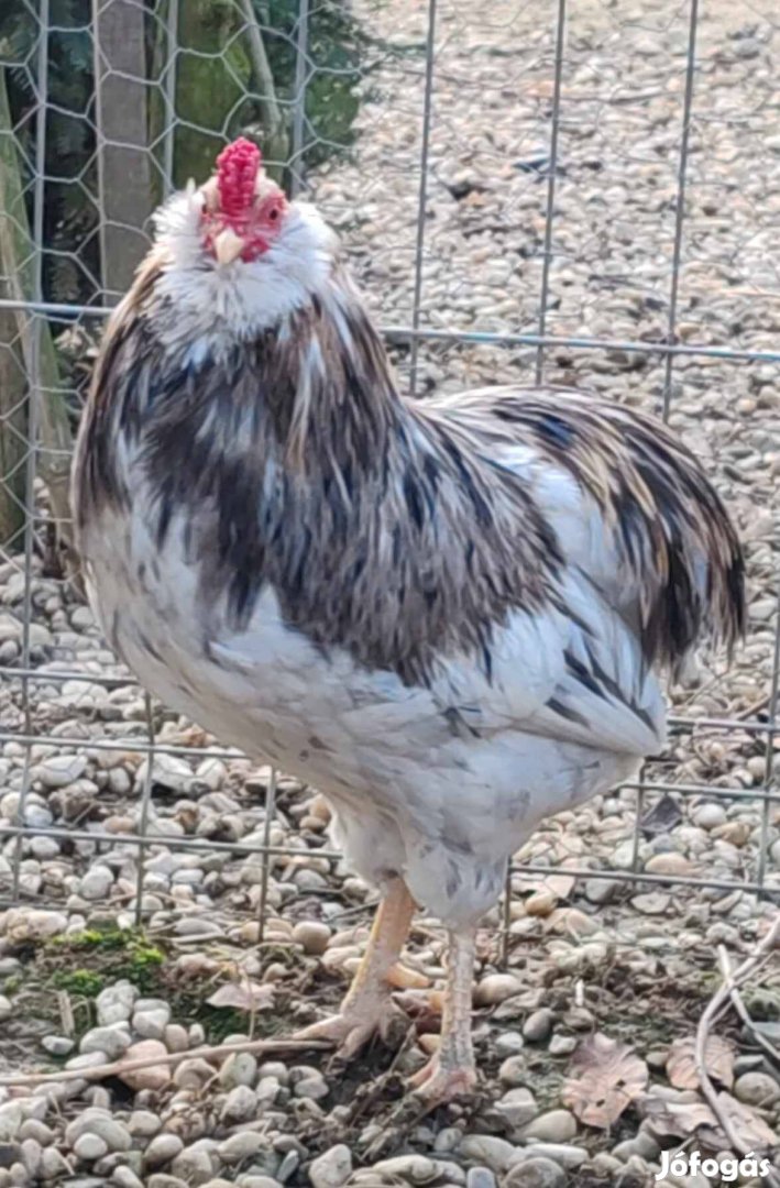 Araucana baromfi Lenti!