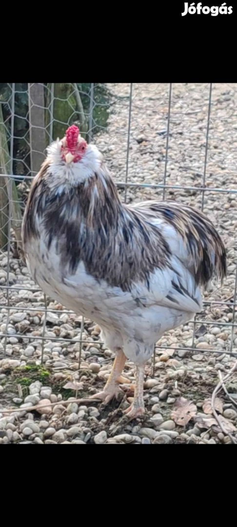 Araucana baromfi elado Lentiben!