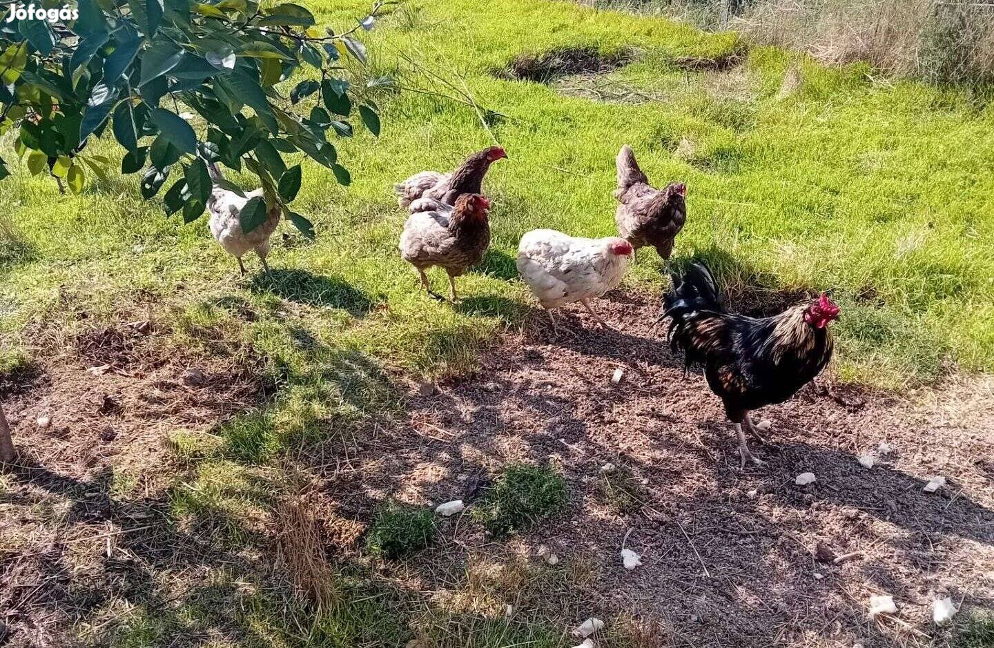 Araucana család 2x5 fős, kék tojásuk van új szerető Gazdit keres