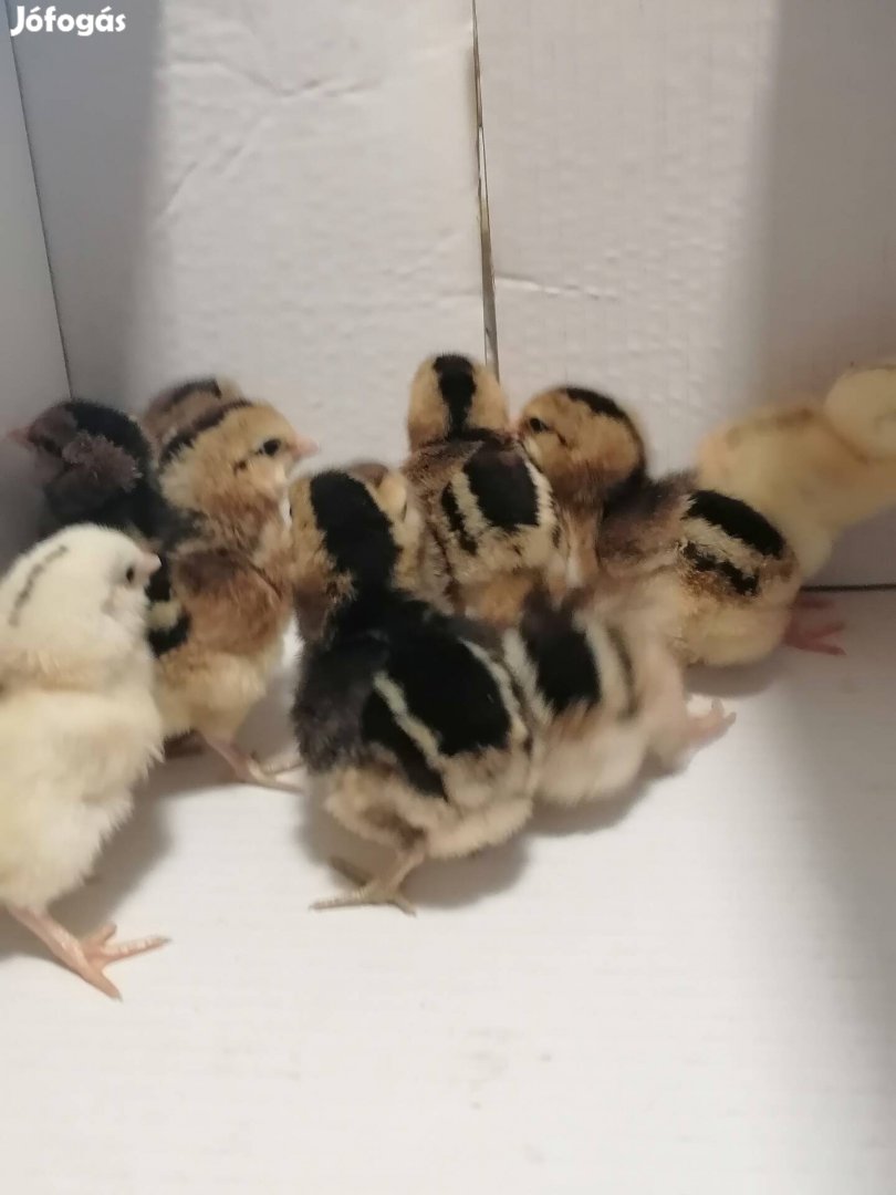 Araucana csirkék eladók