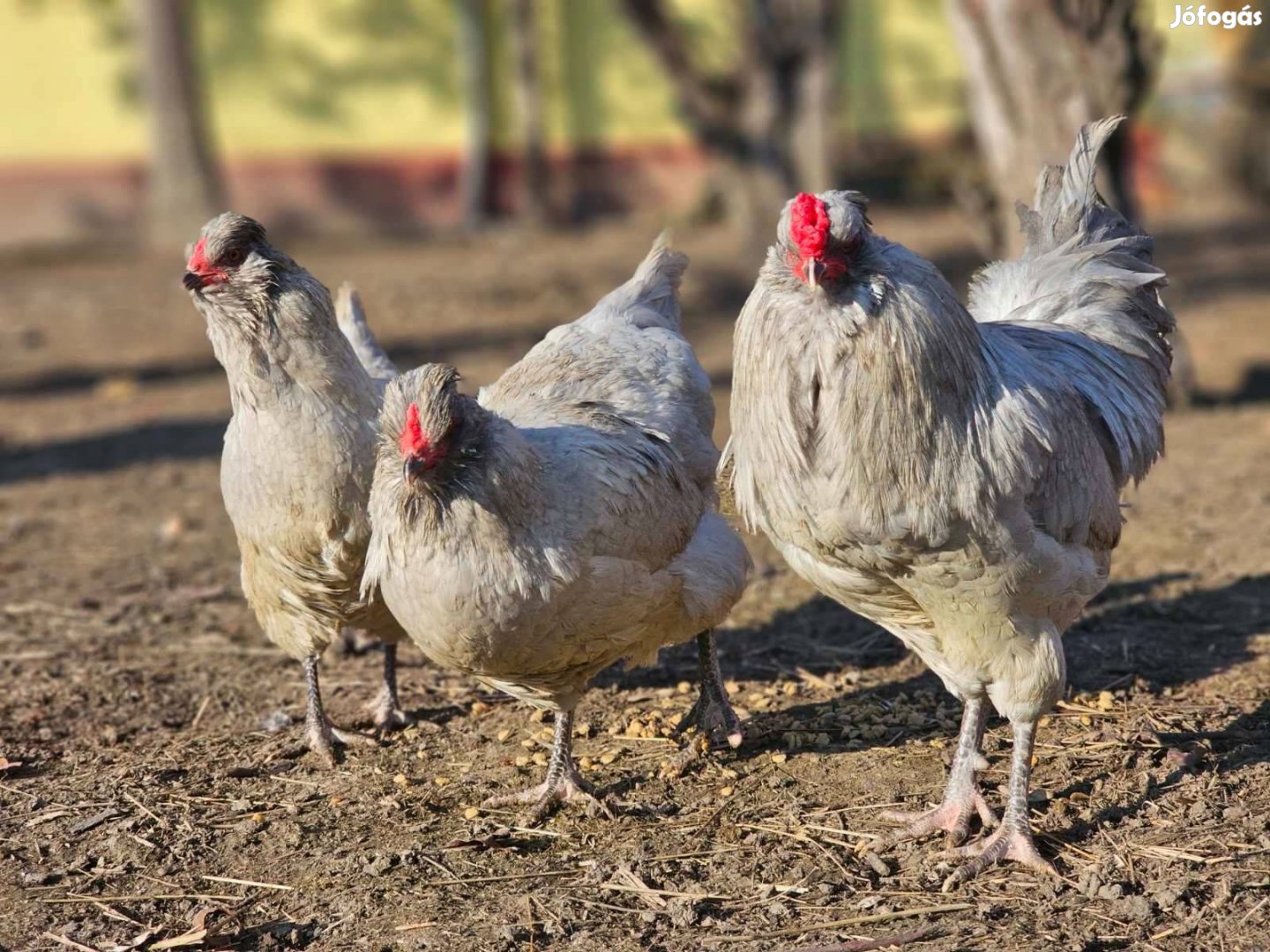 Araucana levendula színű baromfi tojások keltetésre eladóak!