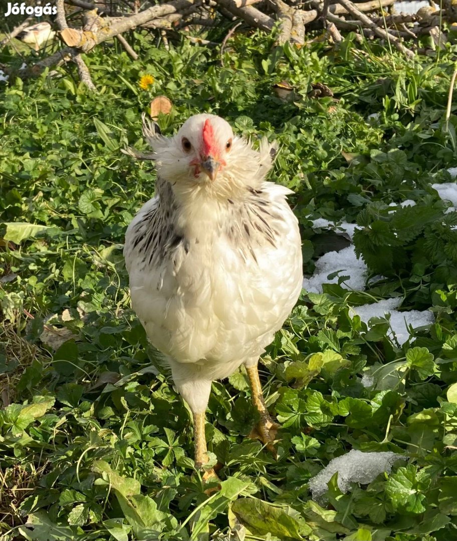 Araucana mix kakasok