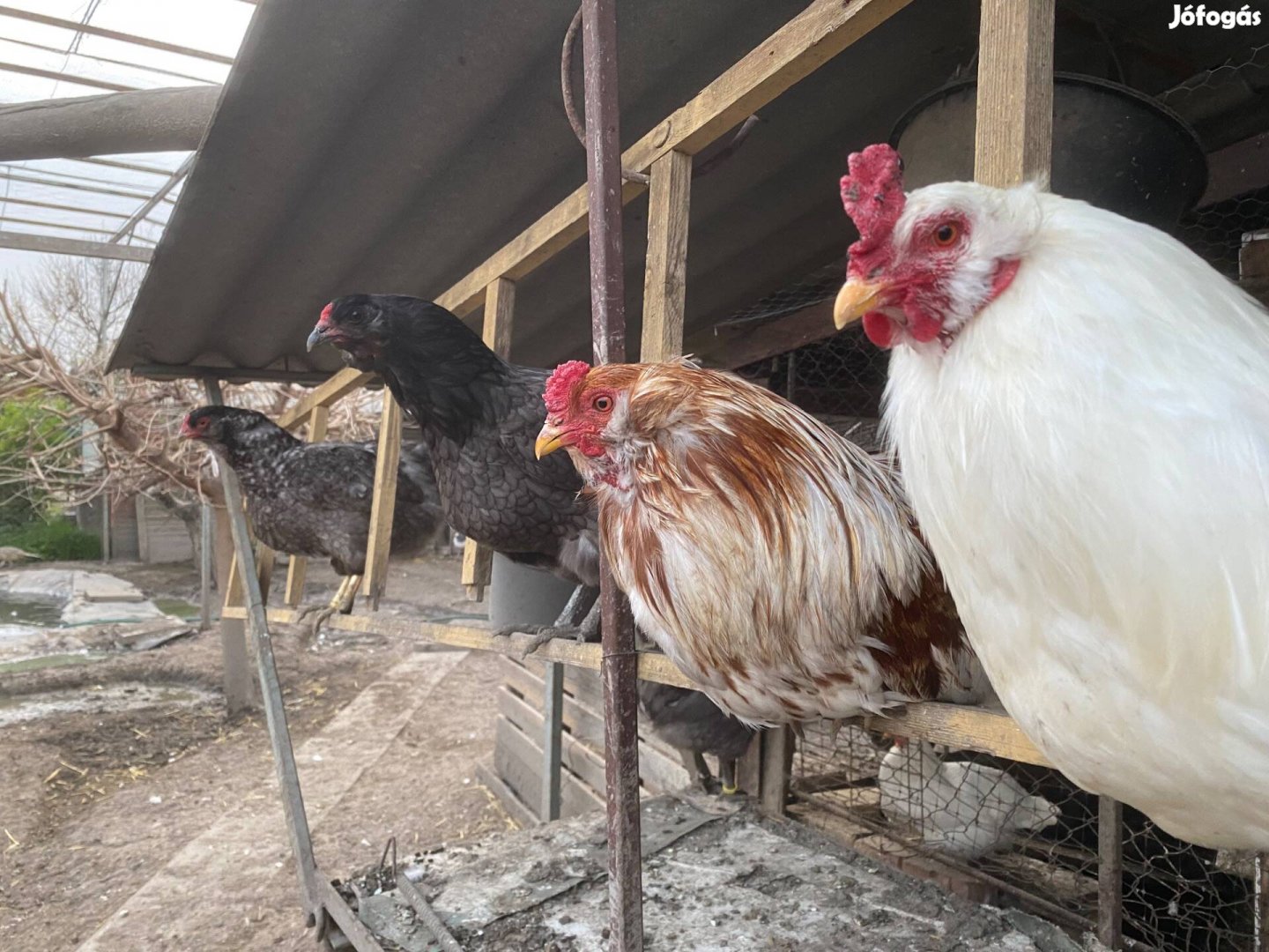 Araucana tenyésztojás