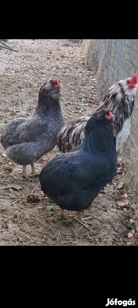 Araucana trio Lentiben!