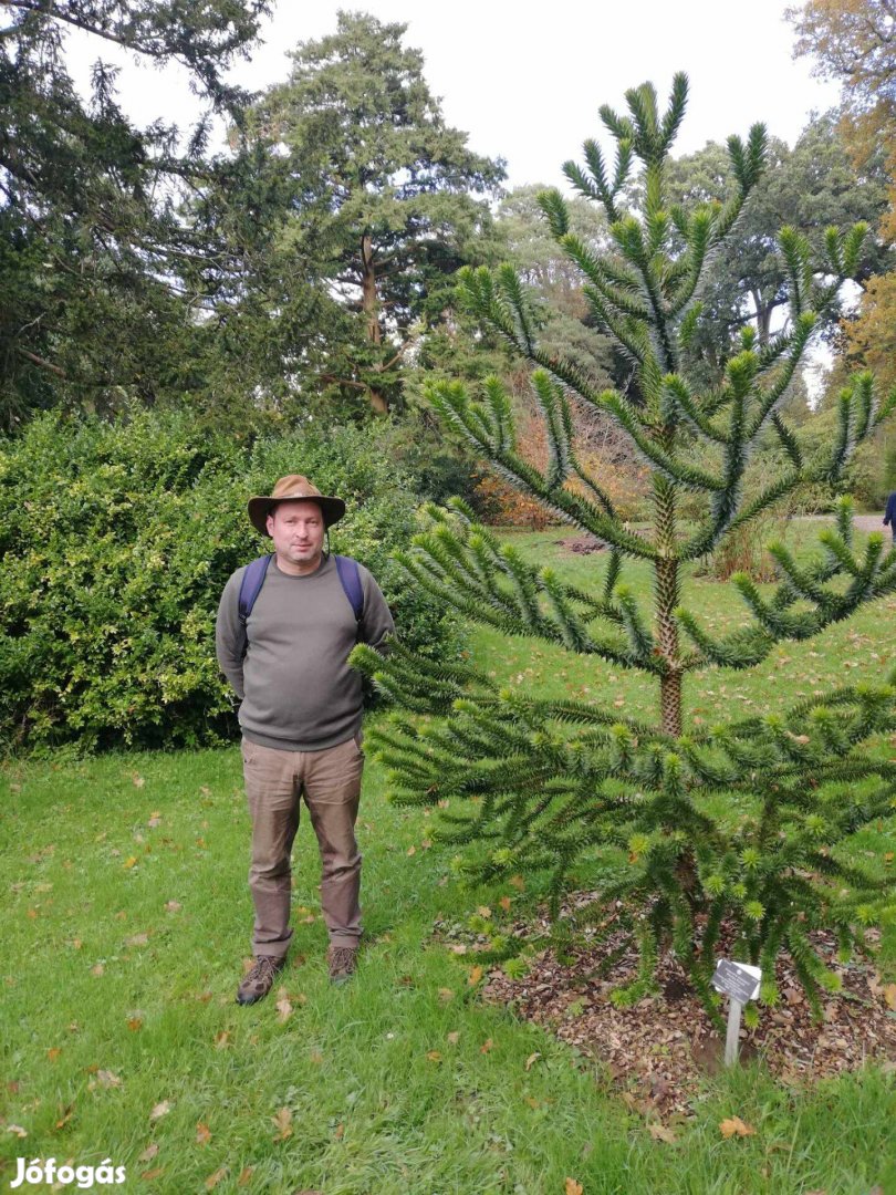 Araucaria araucana (Chilei araucaria fenyő) mag eladó