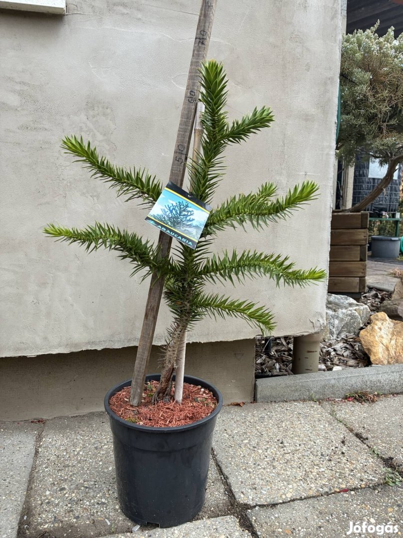 Araucaria chilei fenyő 65 cm
