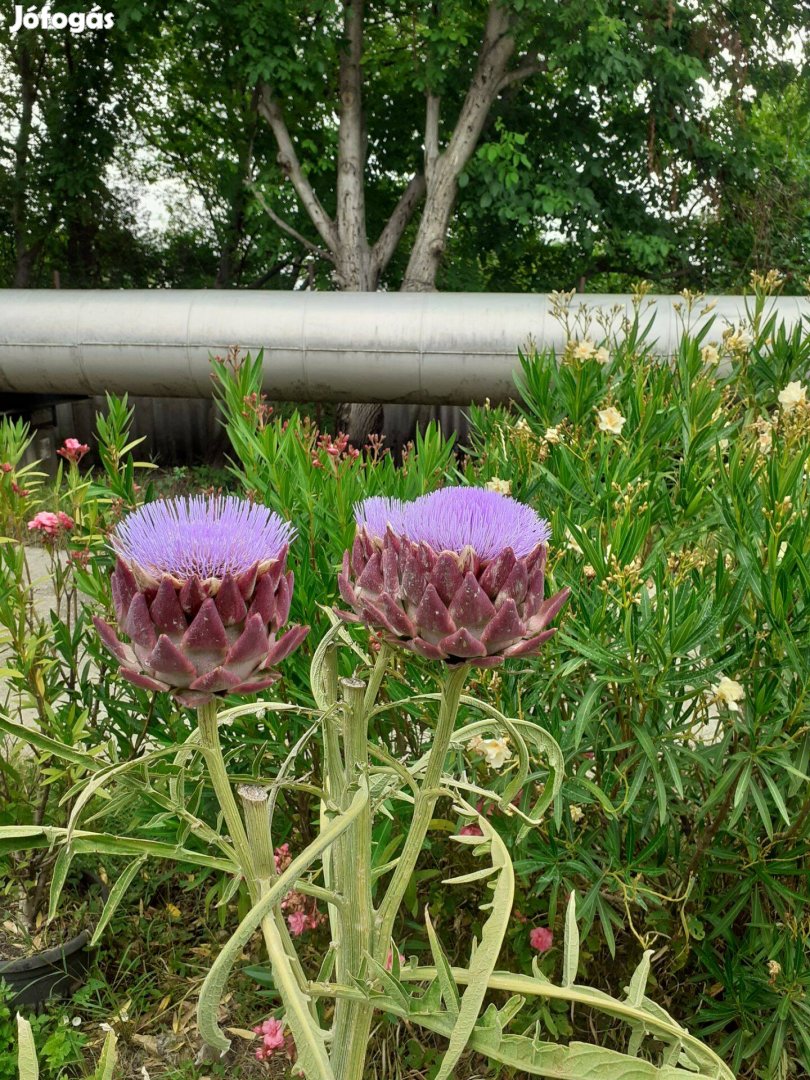 Ariticsóka mag bio gazdaságból