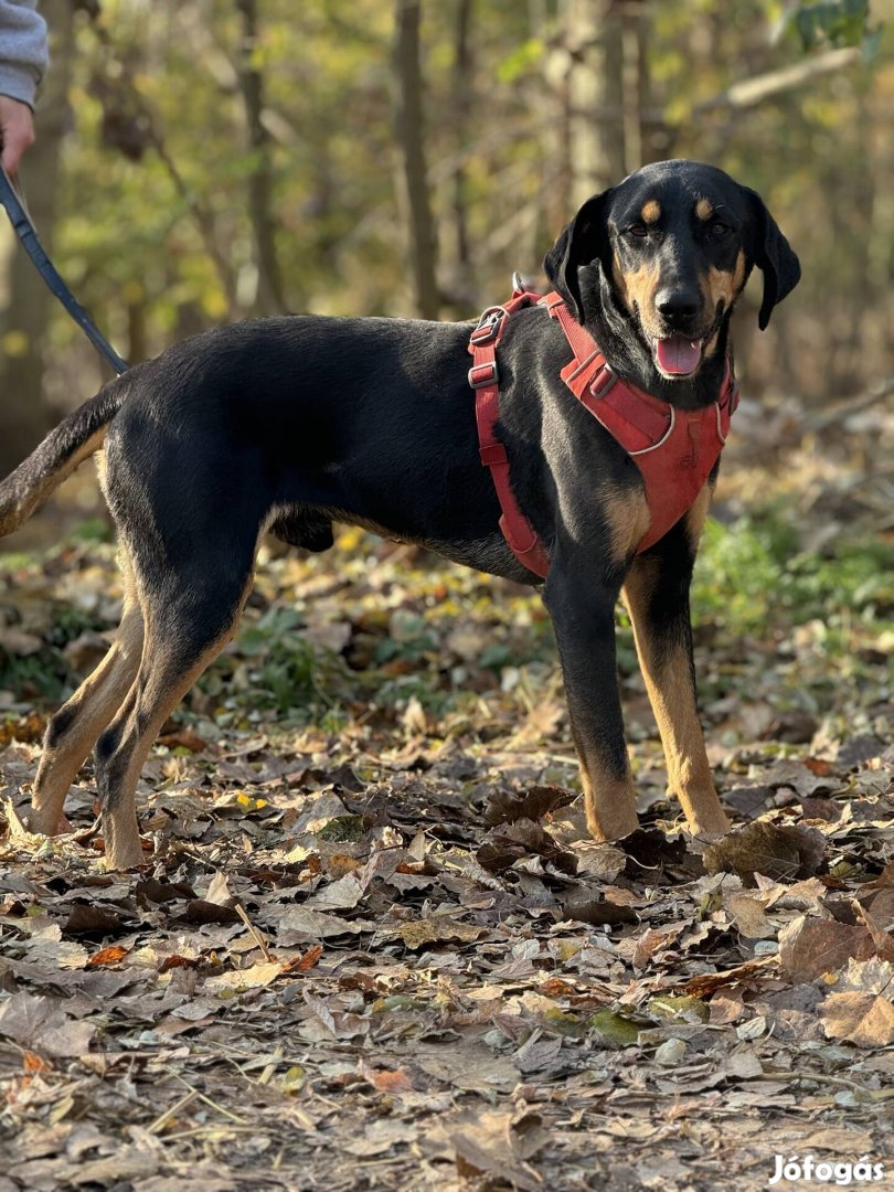 Armin 1 éves kopó, dobermann keverék ivartalan kan