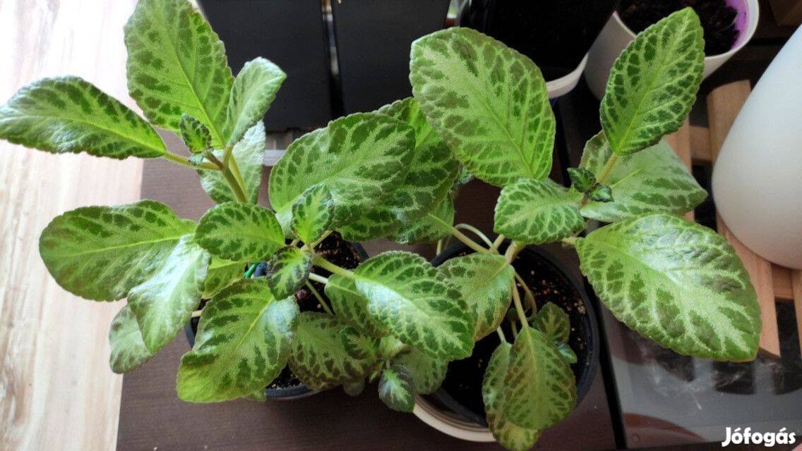 Árnyékcsuporka (Episcia cupreata) 15 cm-es cserépben