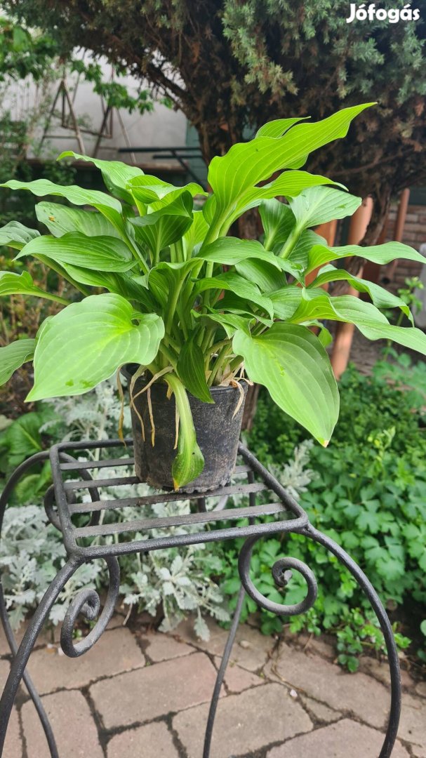 Árnyékliliom - Hosta