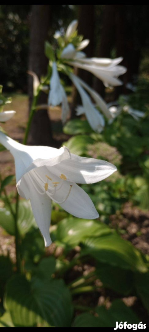 Árnyékliliom tő, fehér illatos virágú