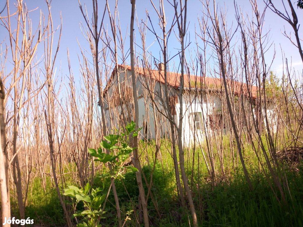 Ásotthalom gátsori 80 nm-es tanya, melléképülettel, 5644