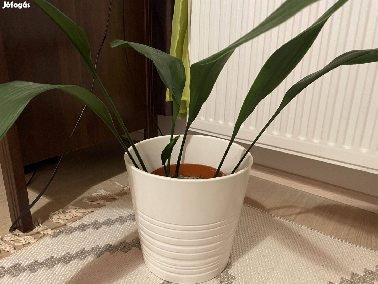 Aspidistra elatior szobanövény IKEA Muskot 19 cm-es kaspójával eladó