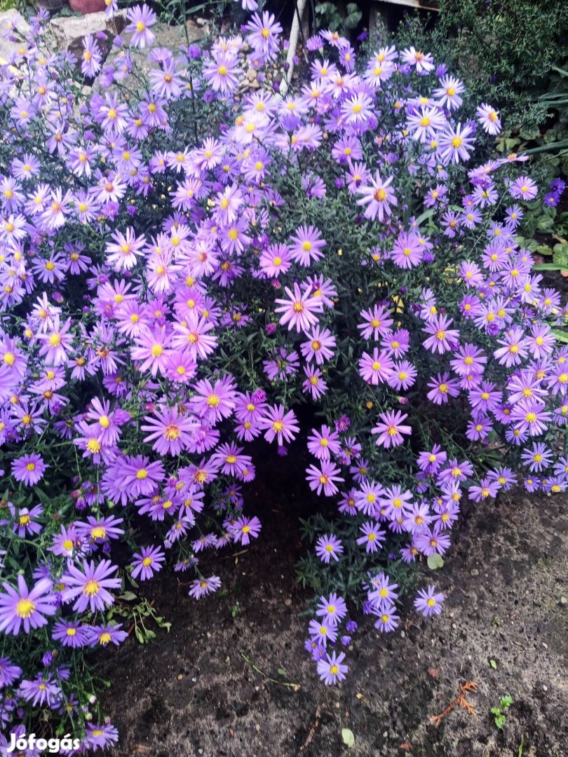 Aster bokor télálló lila virágú 60 cm magas