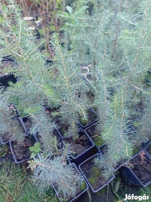 Astlasz cédrus kont csemete eladó