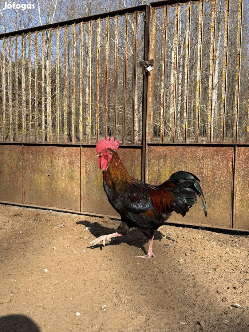 Augusztusi kelésű kakasok új udvart keresnek